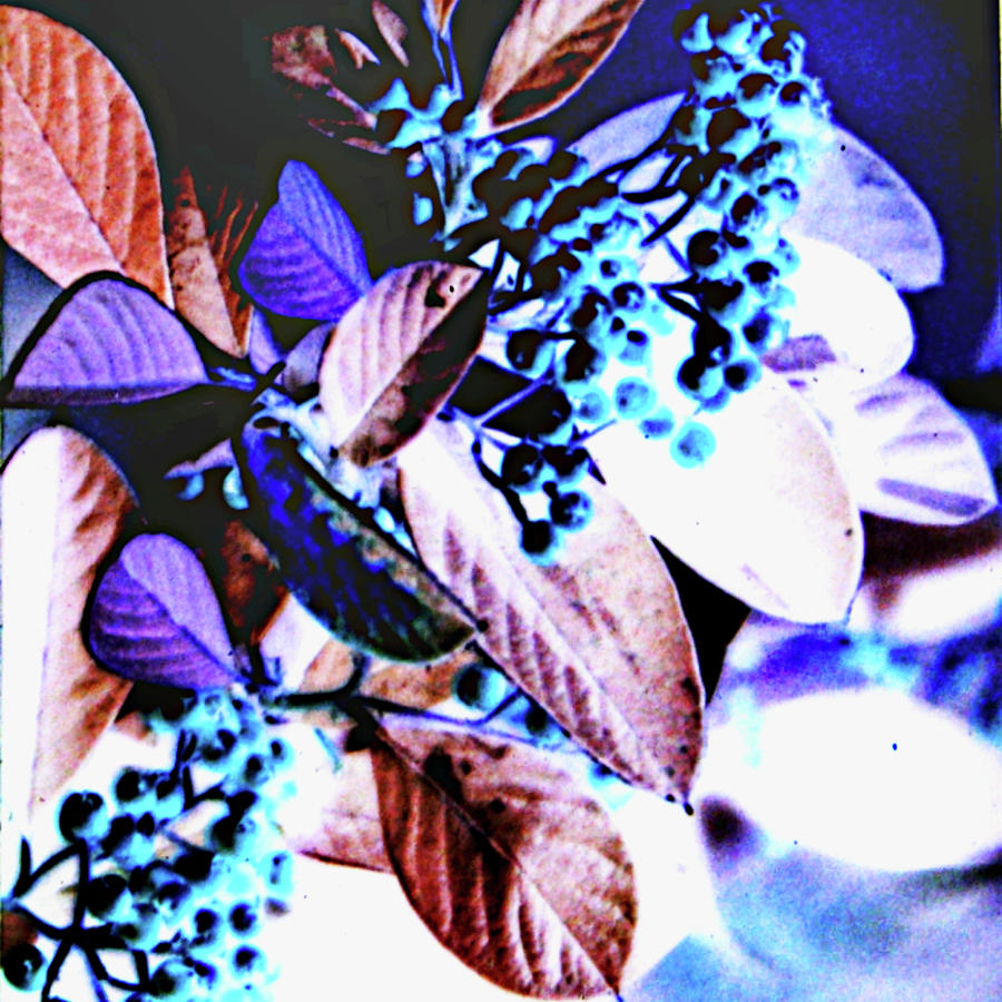Blue Fruit On The Bayou Digital Art