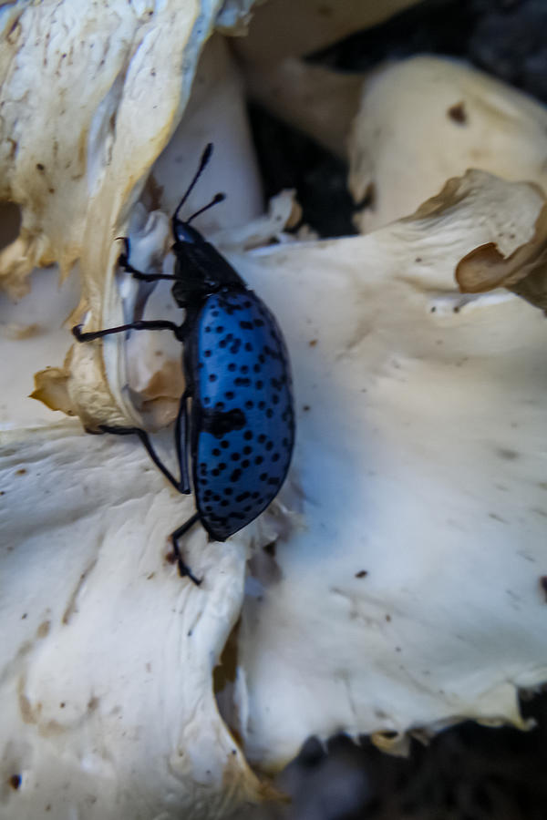 Blue Fungus Beetle on Oyster Mushrooms Photograph by Bonny Puckett