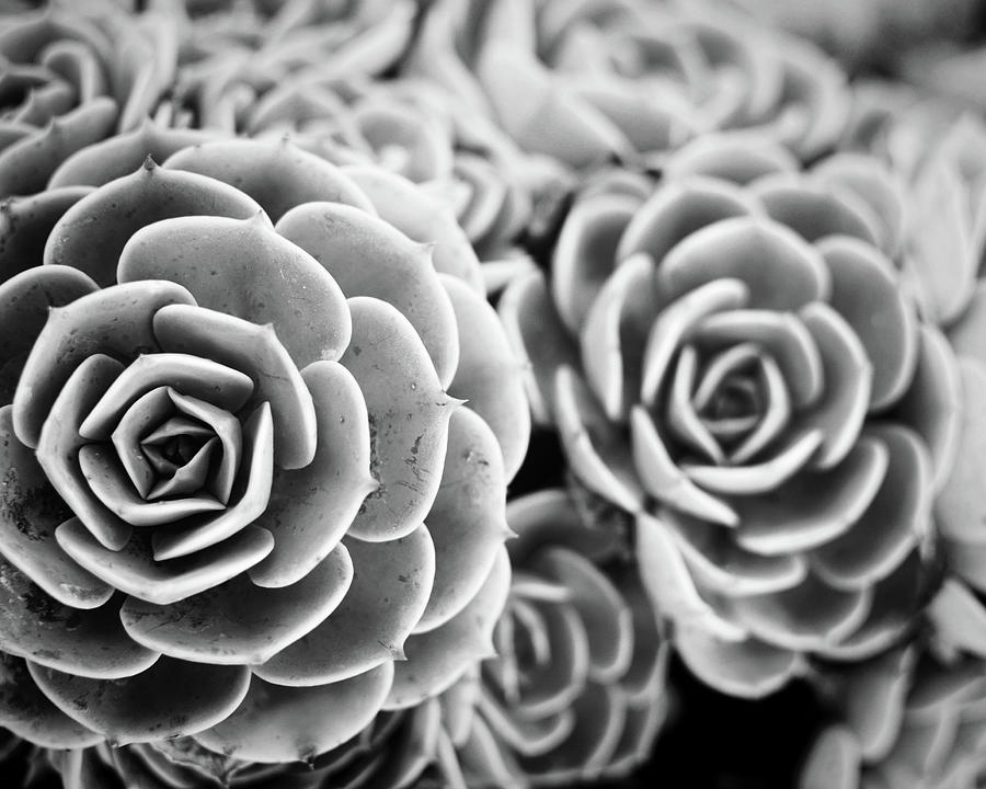 Blue Garden Black and white version Photograph by Lupen Grainne