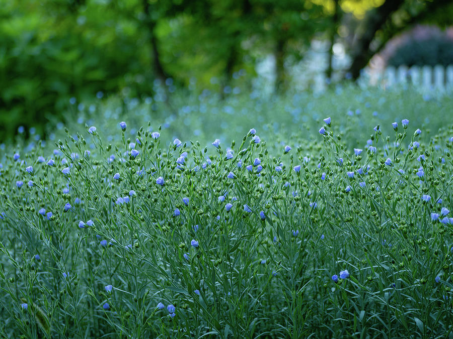 Blue Garden Photograph by Rachel Morrison