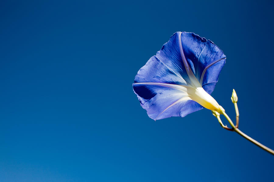 Blue Gentle Flower Photograph by Slobo