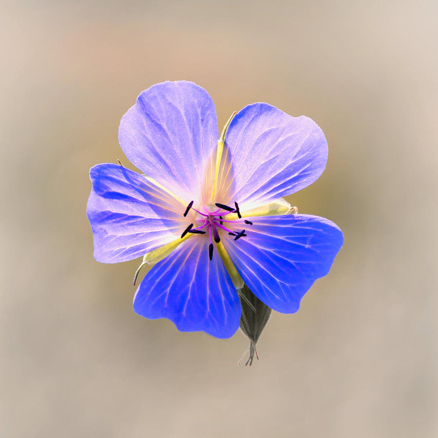 Nature Photograph - Blue Geranium by Jeremy Sage