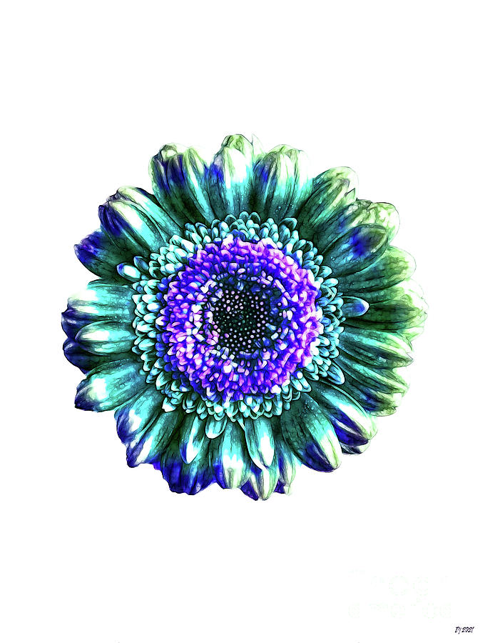 Daisy Mixed Media - Blue Gerbera Flower  by Daniel Janda