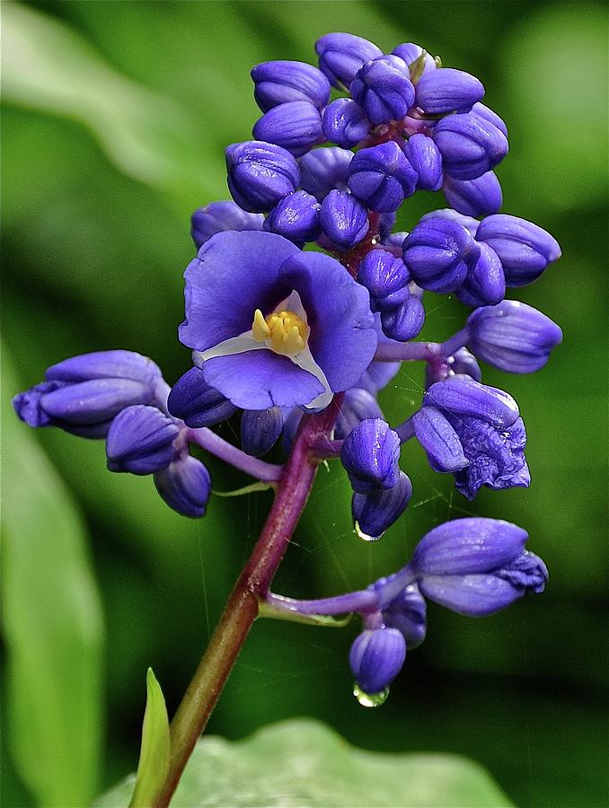 Blue Ginger Photograph by Robert Lyons - Fine Art America