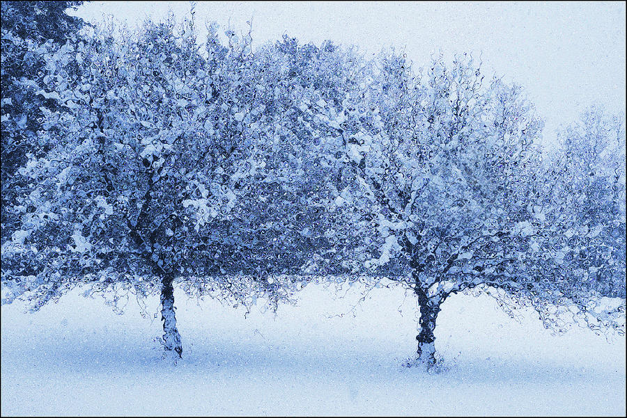 Blue Glass Winter Apples Photograph by Wayne King