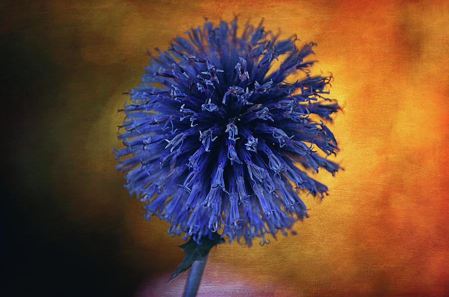 Blue Globe Thistle  Photograph by Maria Angelica Maira