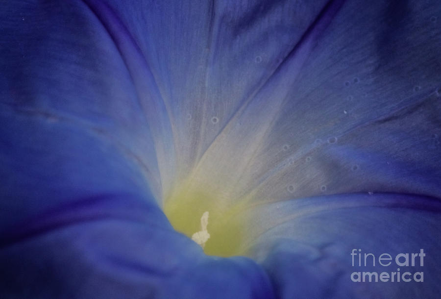 Blue Glory Macro Photograph by Suzanne Luft