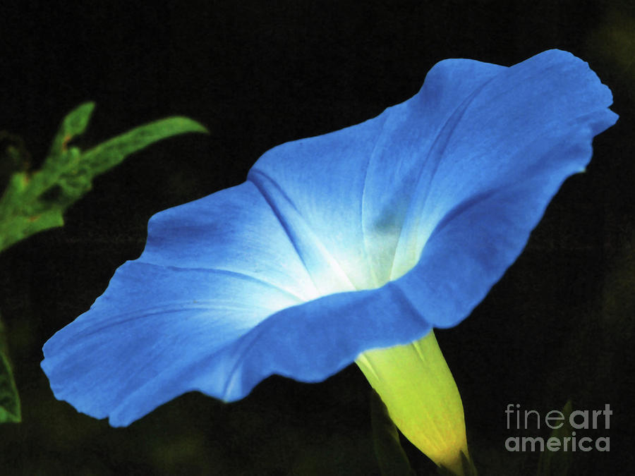 Summer Photograph - Blue Glory by Tibby Steedly