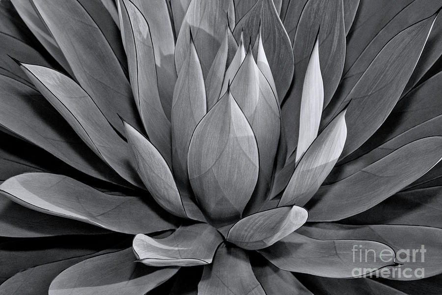 Blue Glow Agave Photograph by Julia Hiebaum