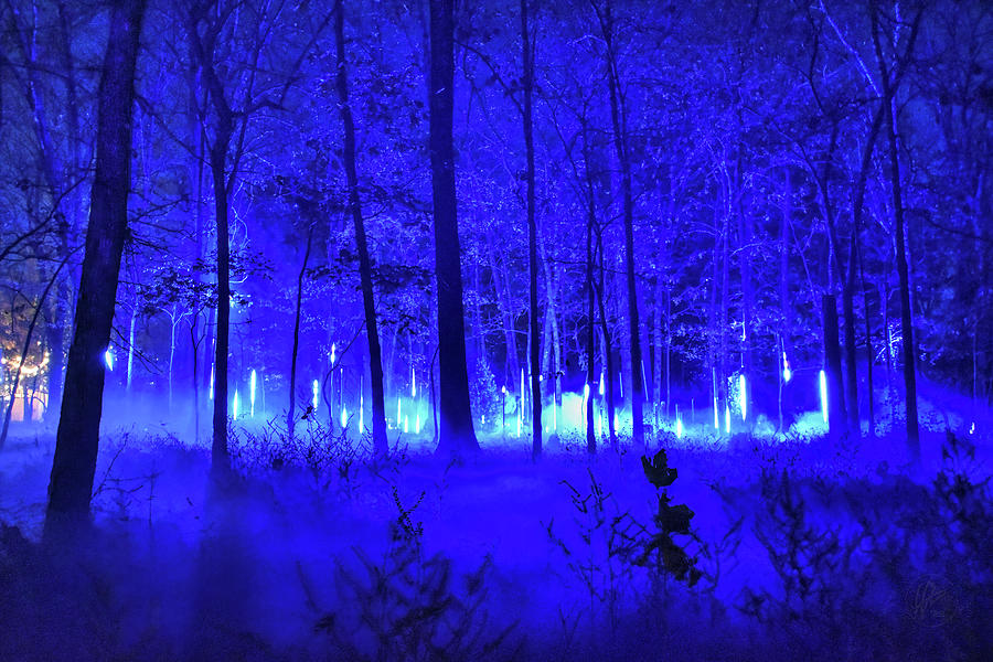 Blue Glow in the Misty Winter Woods 001 Photograph by Lance Vaughn