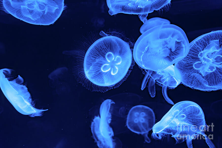 Blue Glowing Jellyfish in the Ocean Photograph by UA-Visions Blue Glowing Jellyfish in the Ocean Photograph by UA-Visions