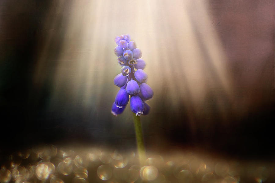 Blue Grape Hyacinth Print Photograph by Gwen Gibson