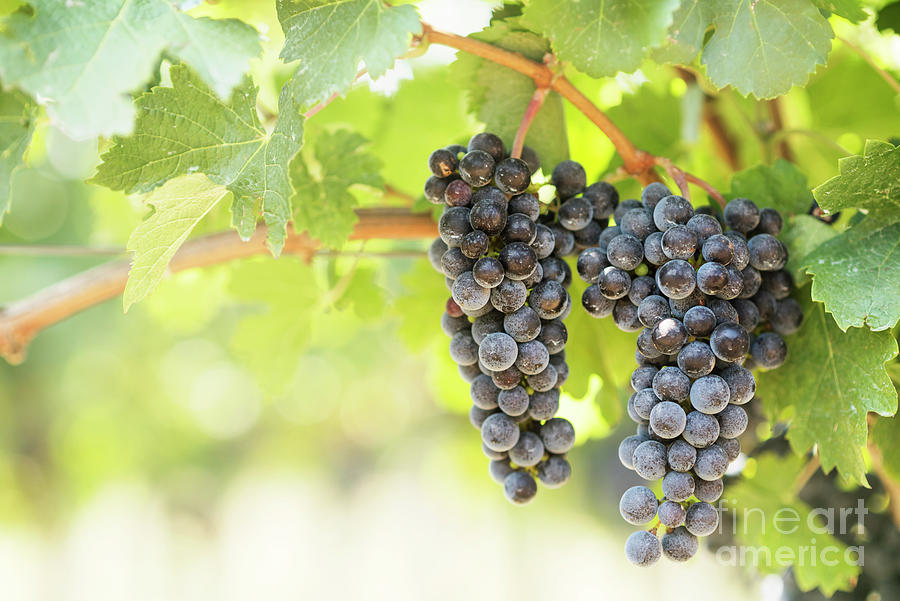Blue Grapes In Vineyard. Photograph