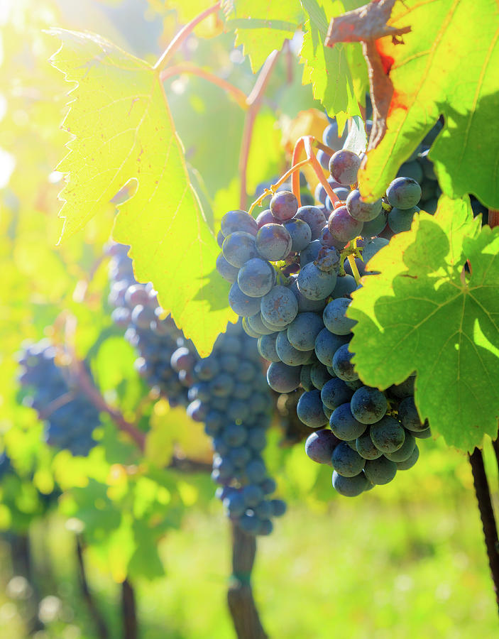 Blue Grapes On A Vine Photograph