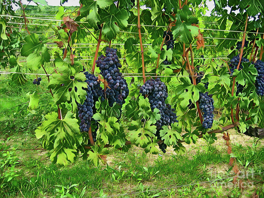 Blue Grapes On Vines Photograph