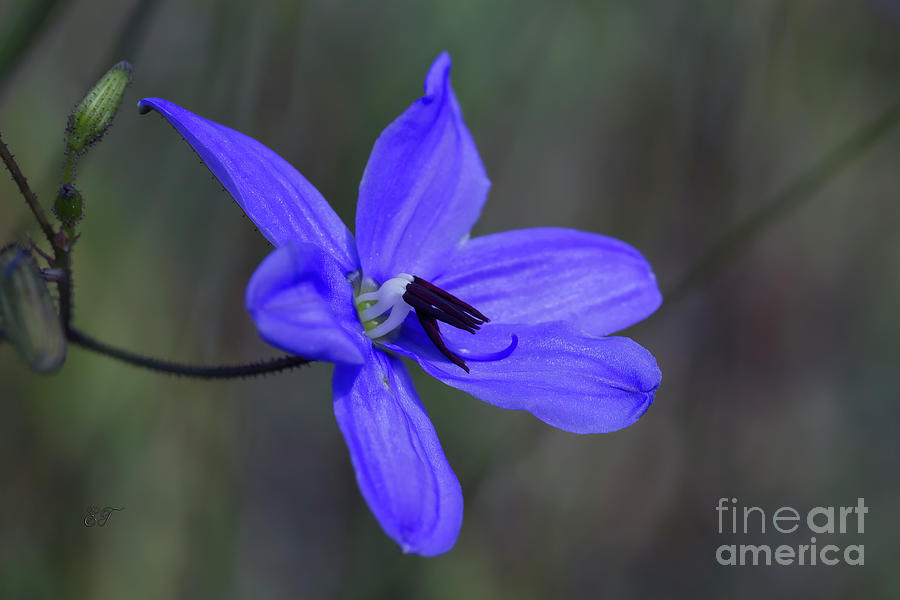 Blue Grass Lily - Agrostocrinum scabrum Photograph by Elaine Teague