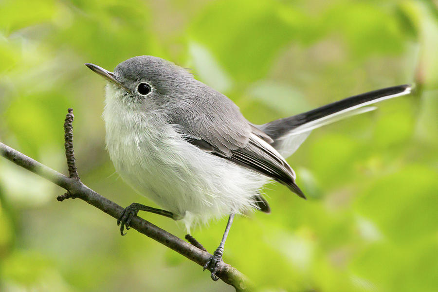 Blue Gray Gnatcatcher 2021 01 Photograph By Judy Tomlinson Fine Art   Blue Gray Gnatcatcher 2021 01 Judy Tomlinson 