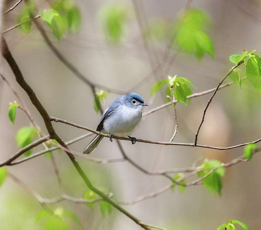 Blue-gray Gnatcatcher Photograph by Dan Sproul