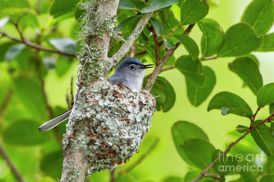 Blue Gray Gnatcatcher in Nest Photograph by Bonnie Barry