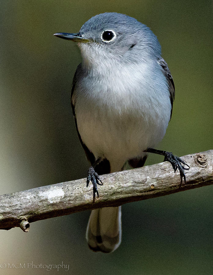Blue-gray Gnatcatcher Photograph by Mary Catherine Miguez
