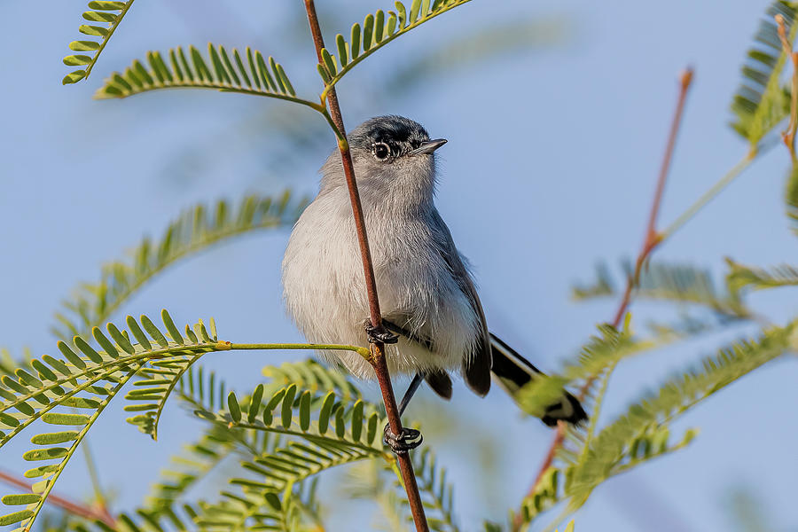 Blue Gray Gnatcatcher Perched #3 Photograph by Morris Finkelstein ...