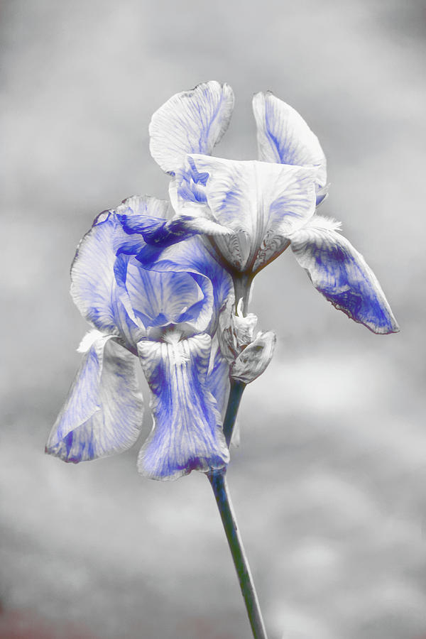 Blue Gray Iris Flower Portrait Photograph by Gaby Ethington