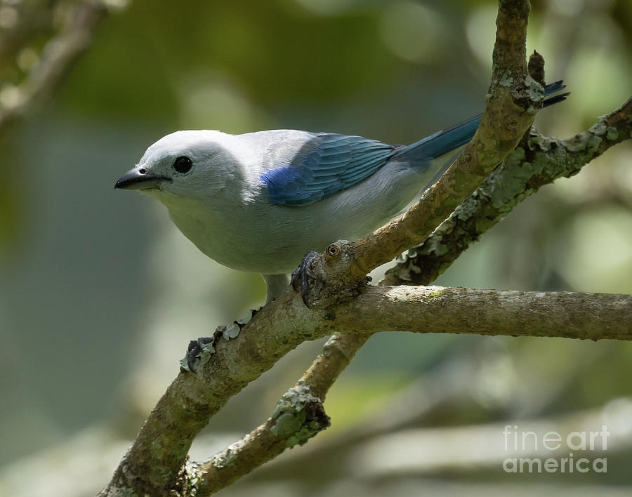 Blue-Gray Tanager Photograph by Eva Lechner