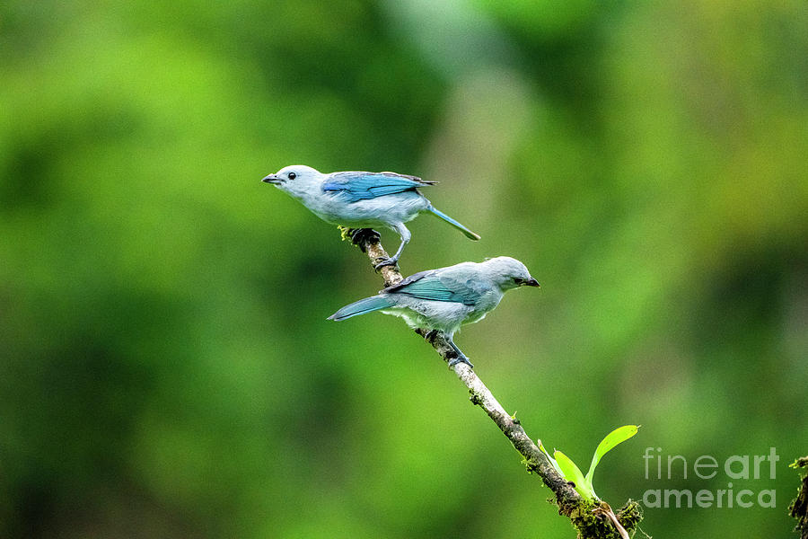 Blue-Gray tanager Thraupis episcopus k2 Photograph by Eyal Bartov
