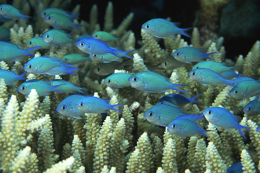 Blue-green chromis fish in coral Photograph by Comstock Images