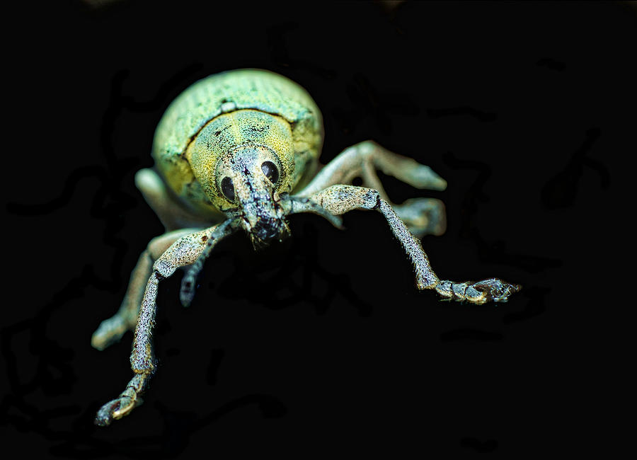 Blue-green Citrus Root Weevil Photograph