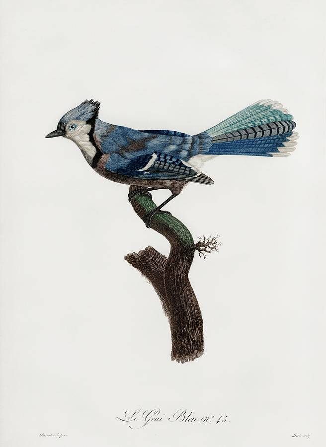 Jacques Barraband Digital Art - Blue Green Jay - - Vintage Bird Illustration - Birds Of Paradise - Jacques Barraband - Ornithology by Studio Grafiikka