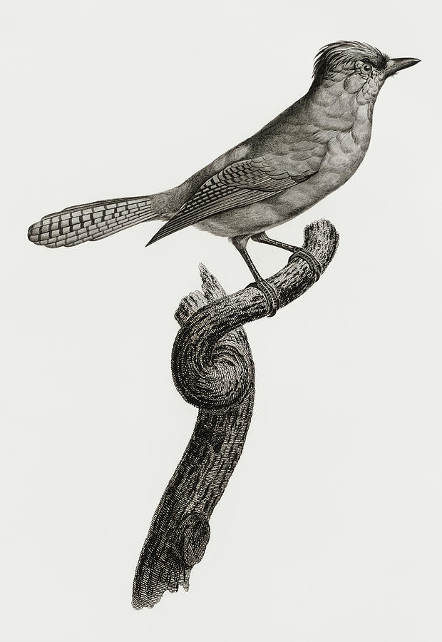 Jacques Barraband Digital Art - Blue Green Jay - Vintage Bird Illustration - Birds Of Paradise - Jacques Barraband - Ornithological  by Studio Grafiikka