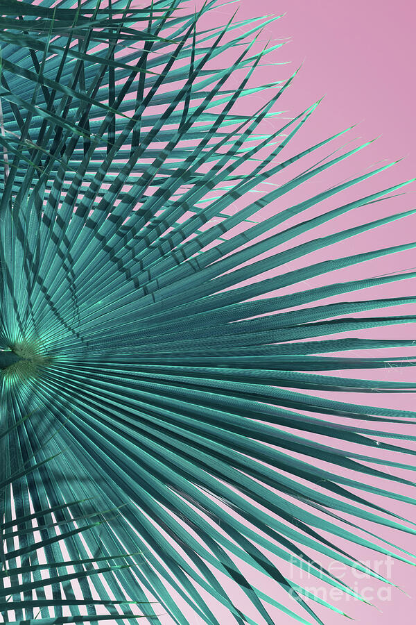 Blue-green palm leaf and pink sky, beach season Photograph by Adriana Mueller Blue-green palm leaf and pink sky, beach season Photograph by Adriana Mueller