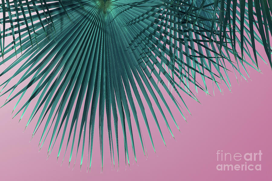 Blue-green palm leaf and pink sky, summer season Photograph by Adriana Mueller