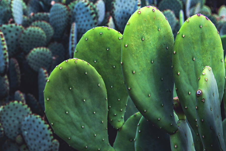 Blue-Green Prickly Pear Cactus, Arizona Photograph by Abbie Matthews