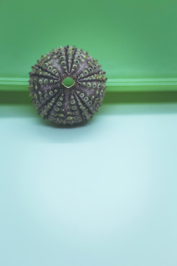 Blue Green Urchin Photograph by Lauri Novak