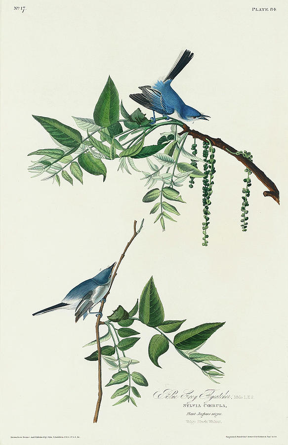 Audubon Birds Drawing - Blue-Grey Fly-catcher by John James Audubon