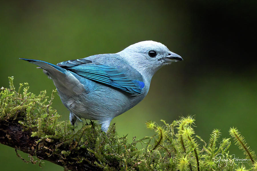 Blue-Grey Tanager Photograph by Gary Johnson