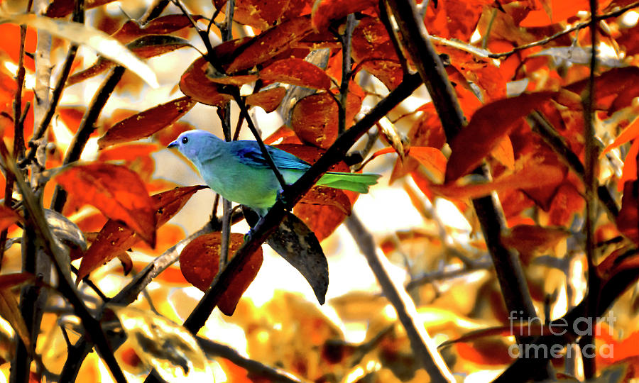 Blue Grey Tanager In A Mango Tree Photograph by Al Bourassa