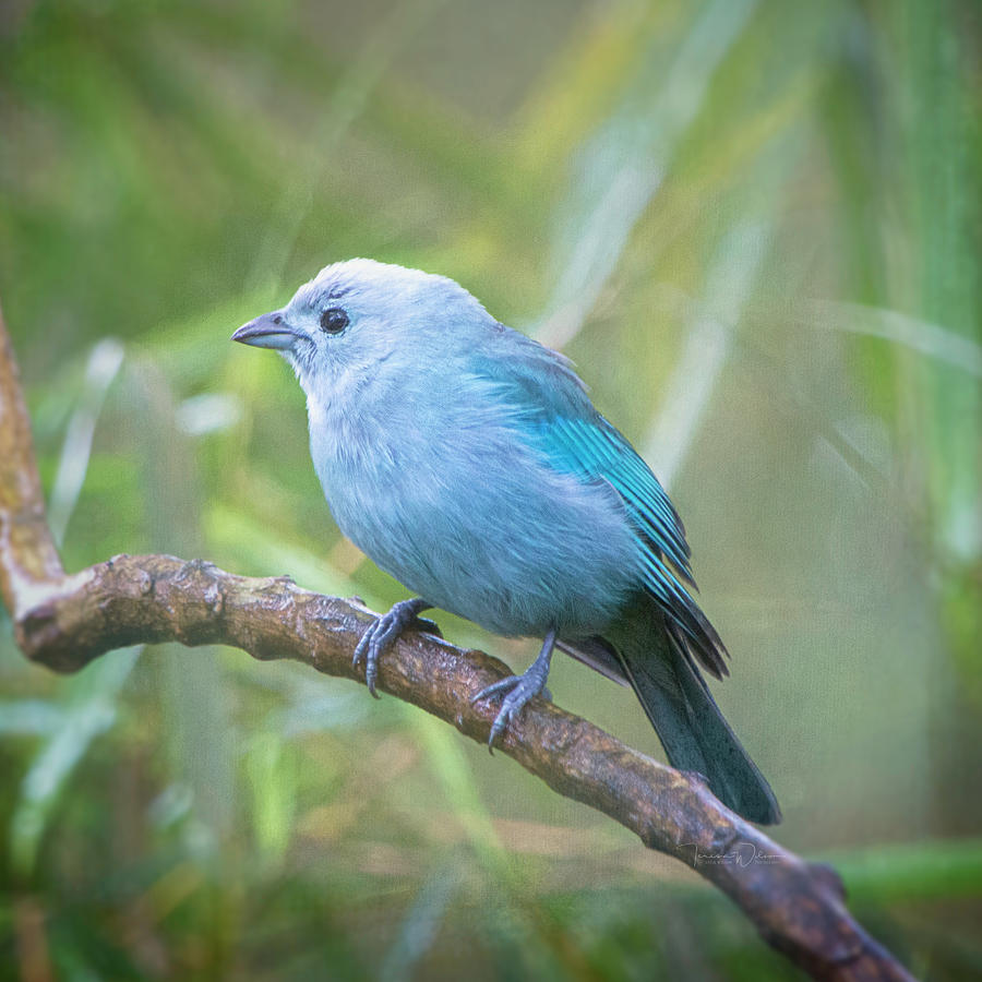 Blue-grey Tanager Photograph by Teresa Wilson