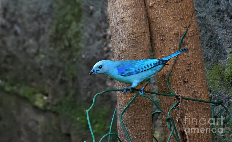 Blue-Grey Tanagers Are A Welcome Sight II Photograph by Al Bourassa