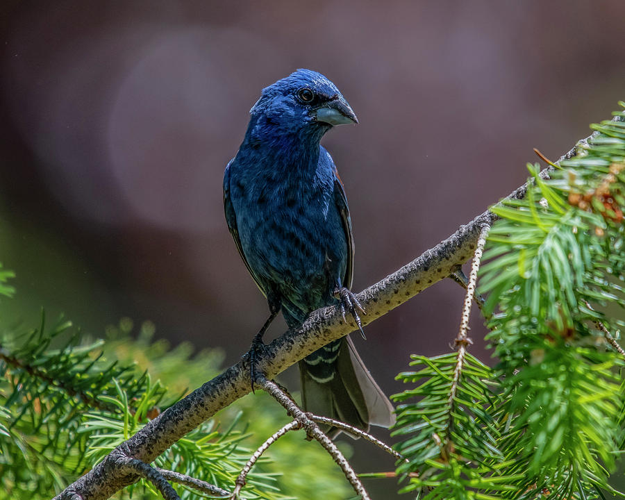 Blue Grosbeak Photograph by Cathy Kovarik
