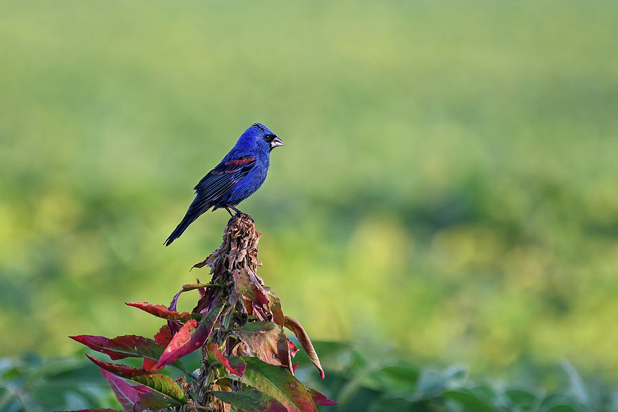 Blue Grosbeak Photograph by Fon Denton
