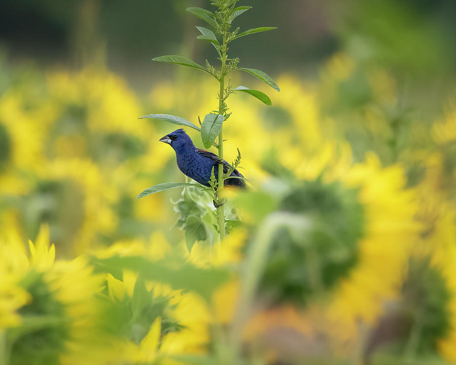 Blue Grosbeak in Sunflowers Photograph by Ray Silva