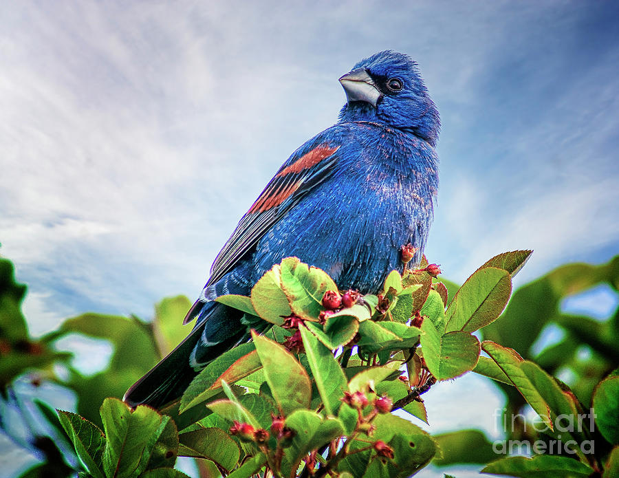 Blue Grosbeak In The Cape May Photograph