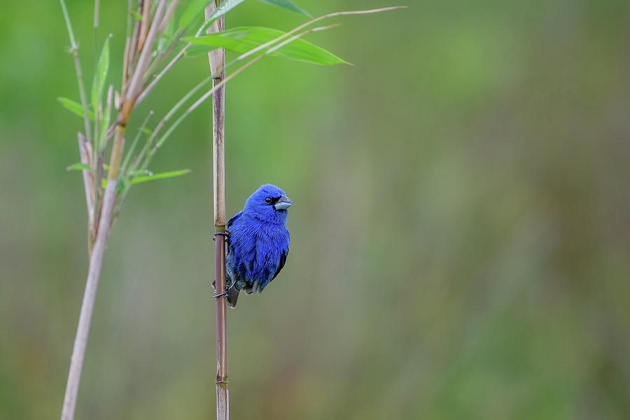 Blue Grosbeak on a Reed Photograph by Fon Denton