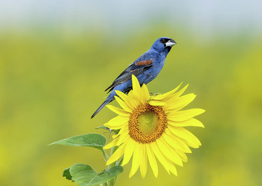 Bird Photograph - Blue Grosbeak on Sunflower by Julie Barrick