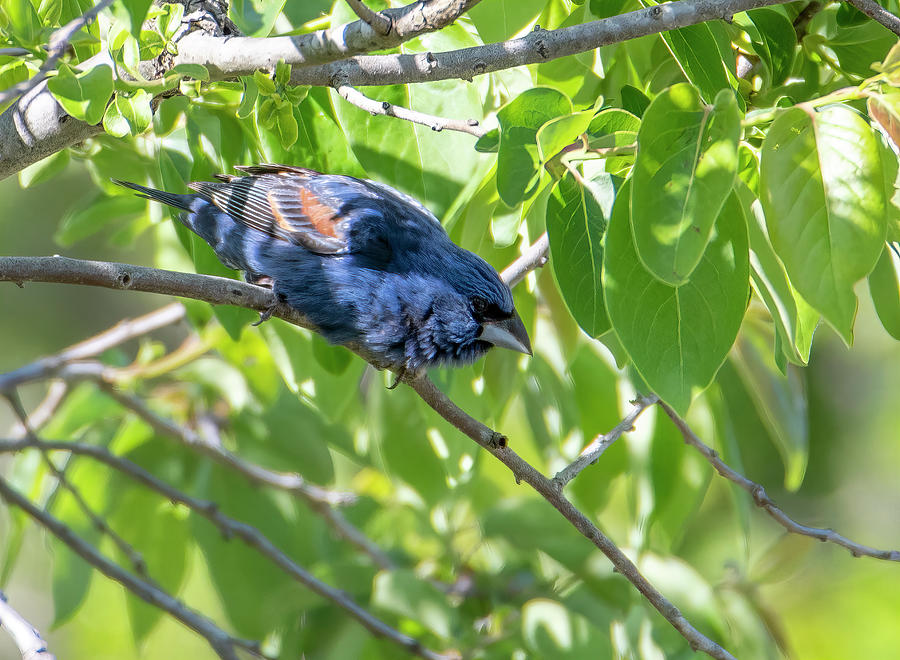 Blue Grosbeak Photograph by Wade Aiken