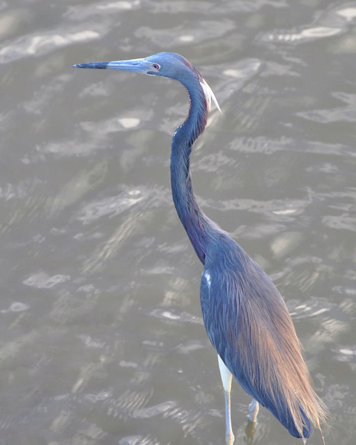 Blue Haron-Hunting at low tide-Charleston SC Photograph by William ...