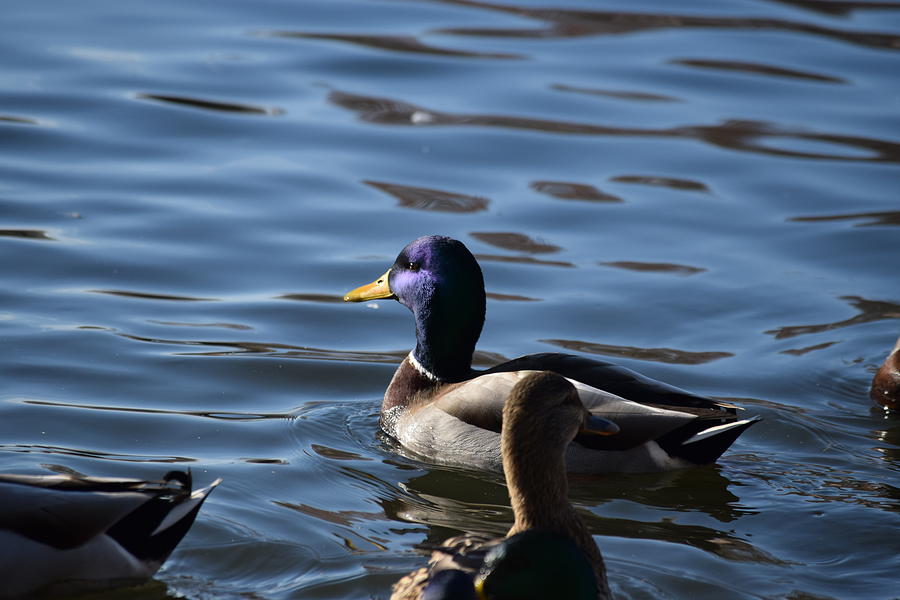 Blue Head Mallard Photograph by Lkb Art And Photography - Fine Art America